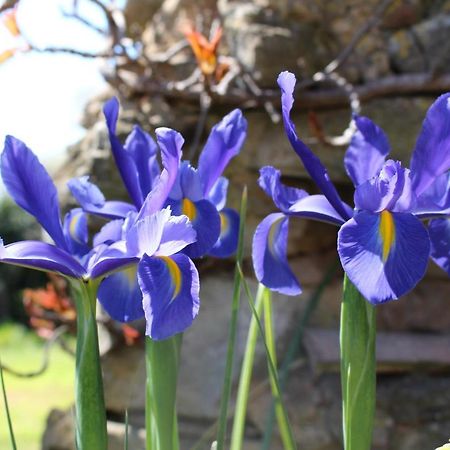 Mas Les Romarins, 10 Min D'Uzes, Grand Jardin, Nid De Repos Et Base Pour Activites Dans Le Gard, Max 8 Adultes Et 3 Enfants Villa Buitenkant foto